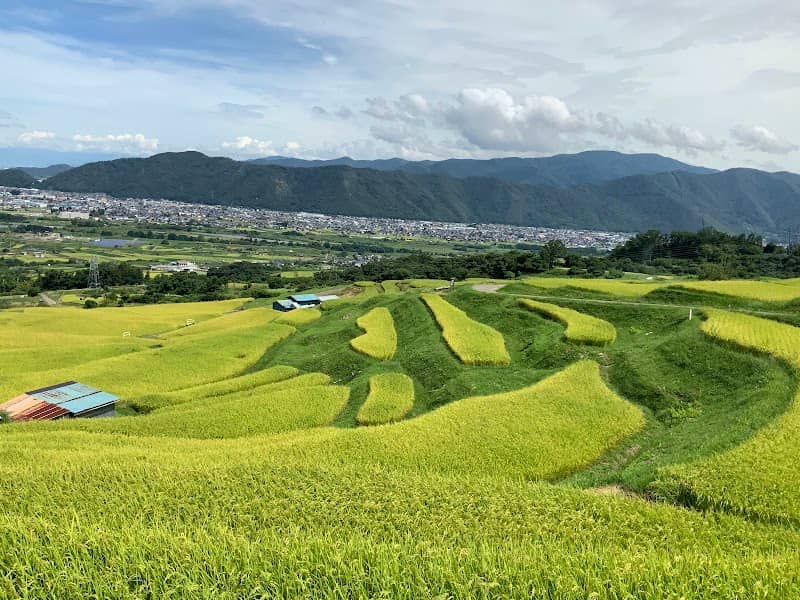 Obasute Rice Terraces - Image 2
