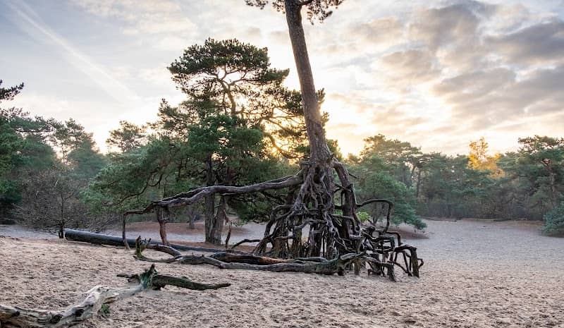 Panbos - Utrechtslandschap - Image 1