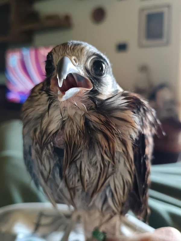 Falconeria Le Poiane - Image 3