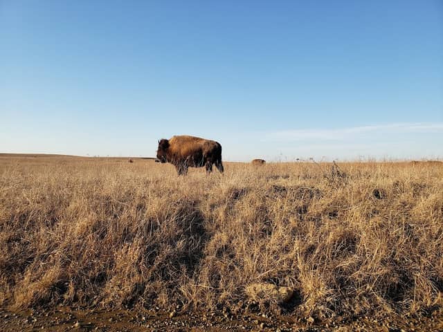 Joseph H. Williams Tallgrass Prairie Preserve - Image 2