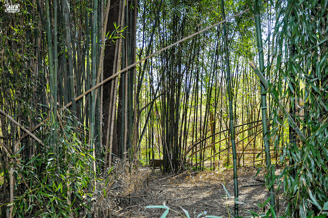 Marberry Arboretum - Image 1