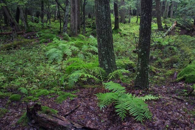 Poestenkill Community Forest - Image 1