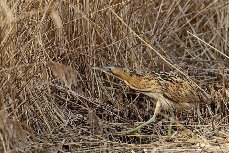 Far Ings National Nature Reserve - Image 3