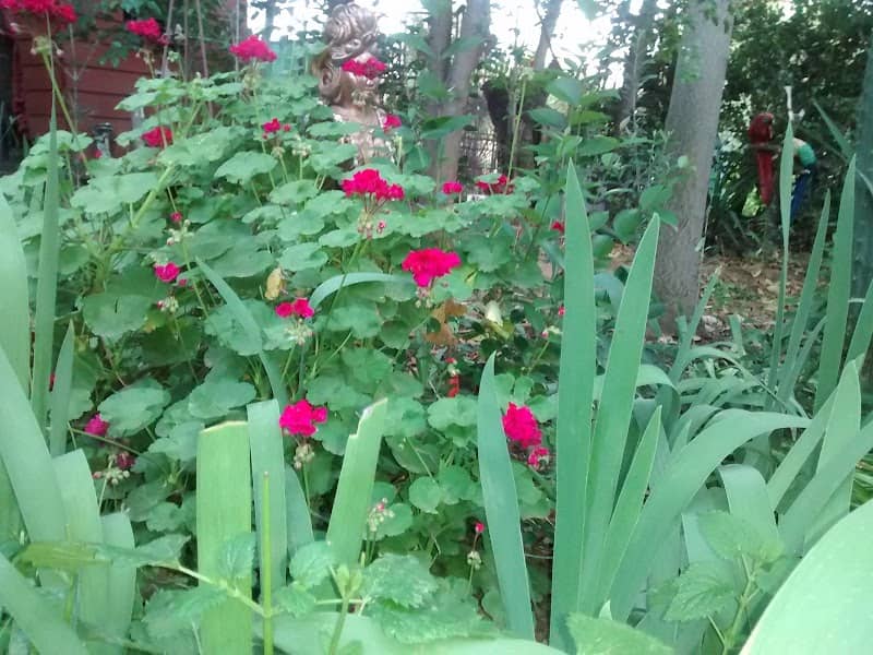 Oasis Botanical Sanctuary - Image 2