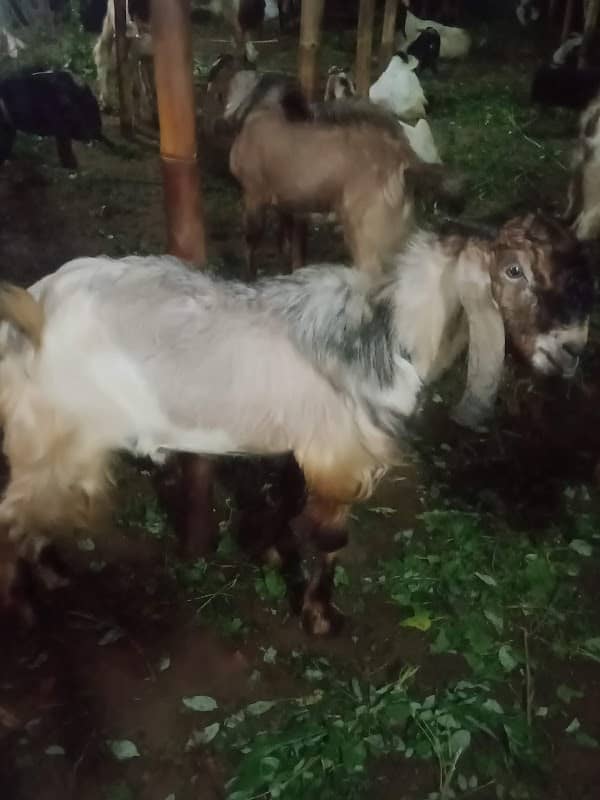 Pemancingan Londo - Image 2