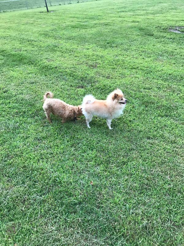 Springfield off-leash Dog Park - Image 1