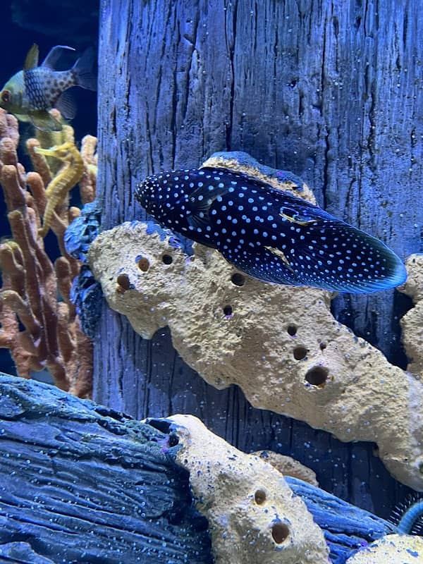 Reef Creations - Image 1
