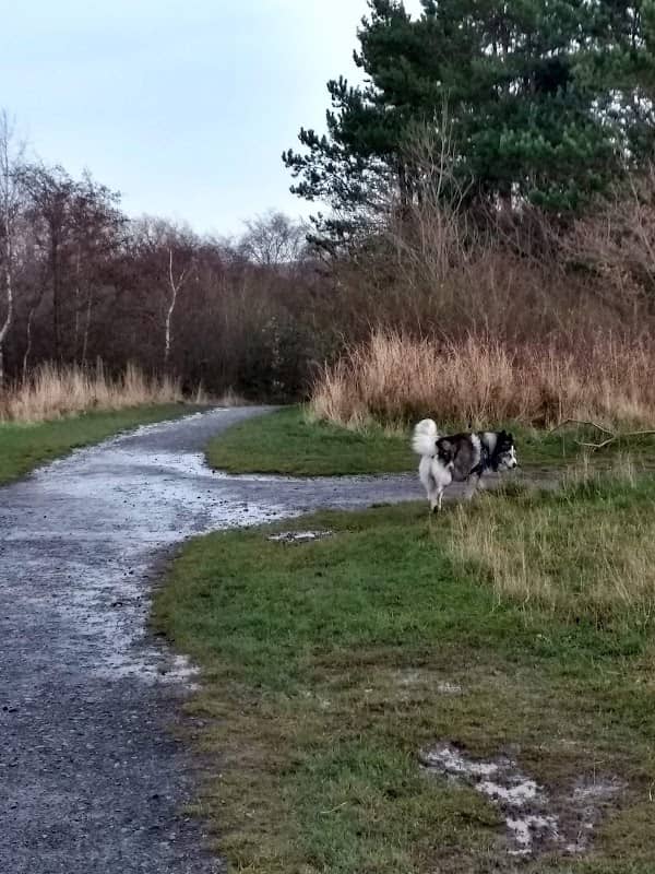Windy Nook Nature Park - Image 2