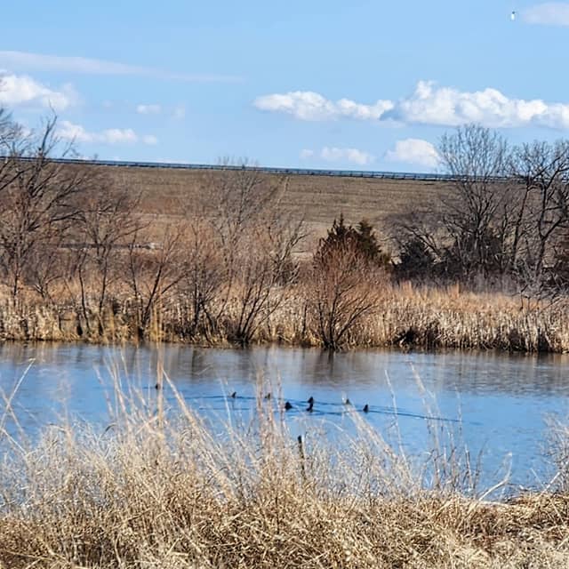 Blue Springs Lake Wetland - Image 1