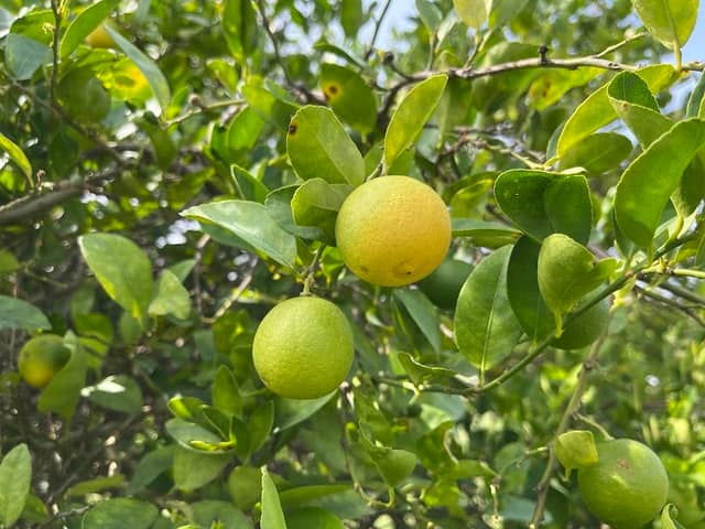 Florida Citrus Arboretum - Image 1