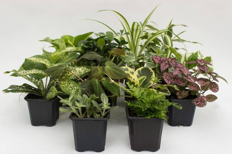 Gardenersbud - Image 2
