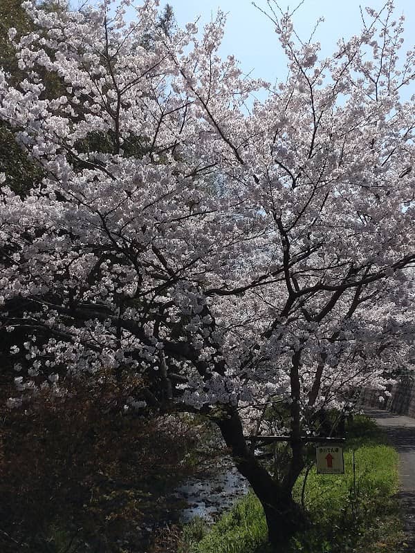 大根川 - Image 1