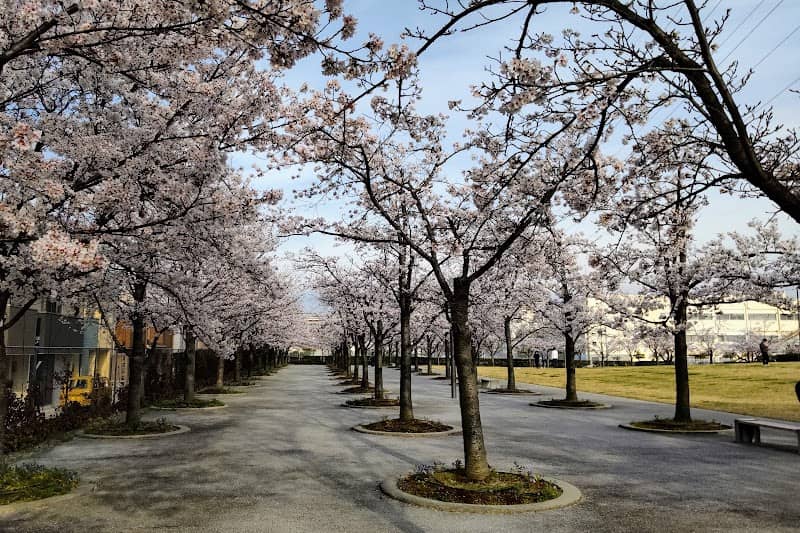 Sakura Hiroba - Image 1