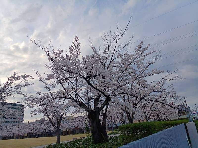 Sakura Hiroba - Image 2