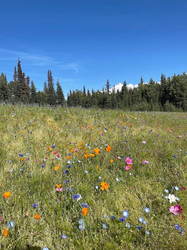 Wildflower Garden - Image 1