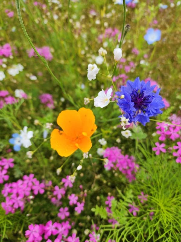 Wildflower Garden - Image 2