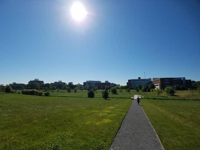 Marsh Meadow - Image 2
