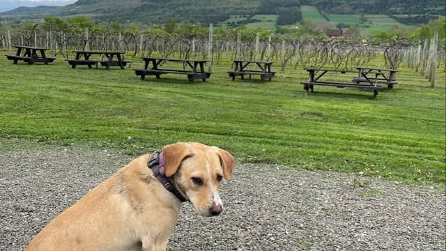 Middleburgh Winery, LLC - Image 1