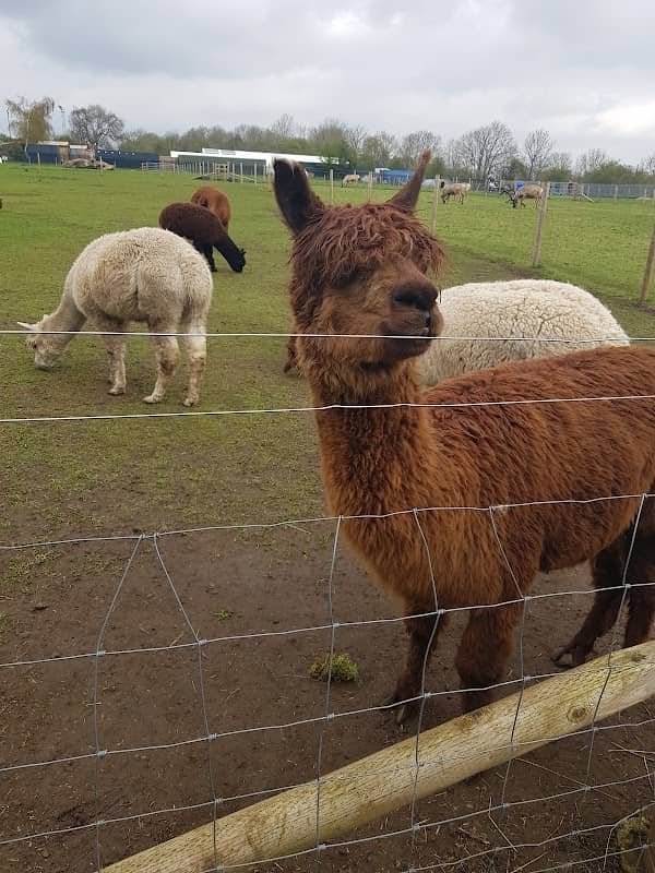 Willow Tree Family Farm - Image 2