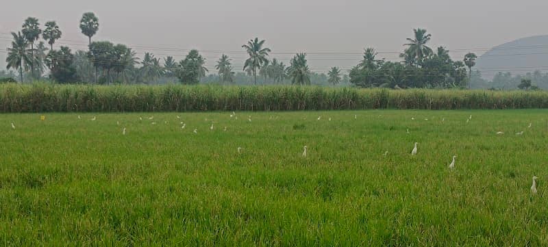Chuchukonda village - Image 2