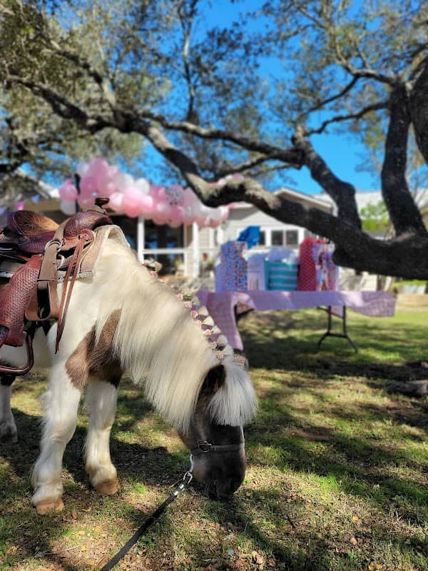 Pony Rides - San Antonio - Image 2