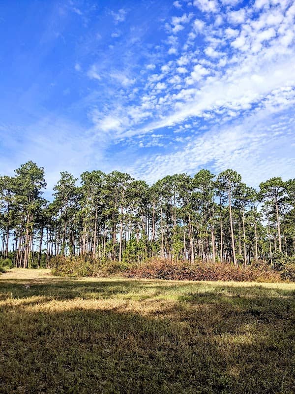 Bladen Lakes State Forest - Image 1