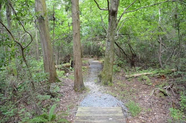 Bladen Lakes State Forest - Image 2