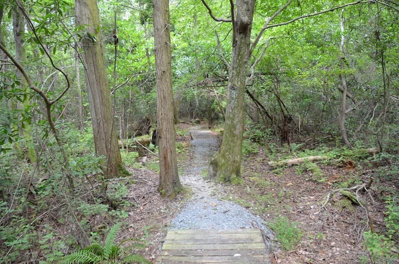 Bladen Lakes State Forest - Image 2