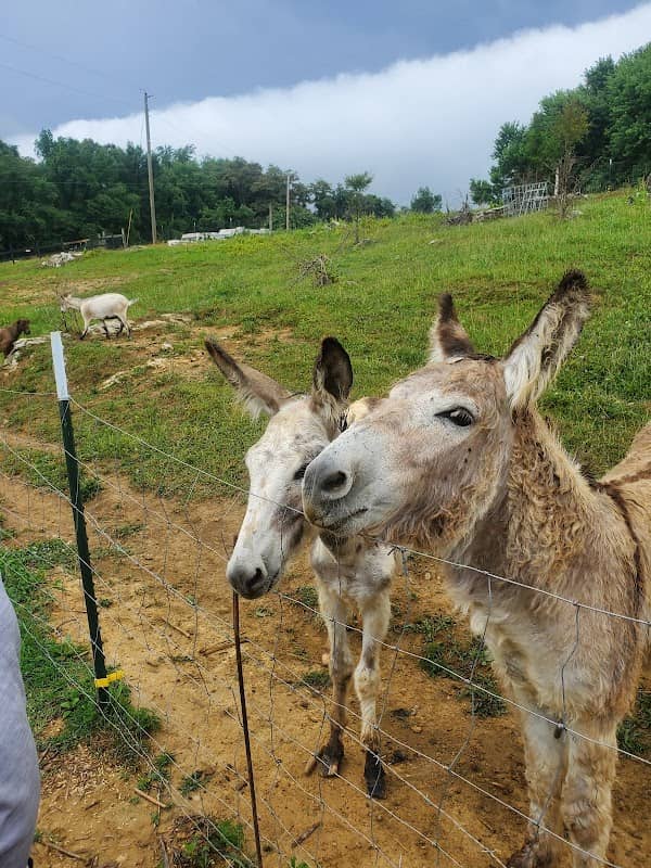 The Funny Farm - Image 1