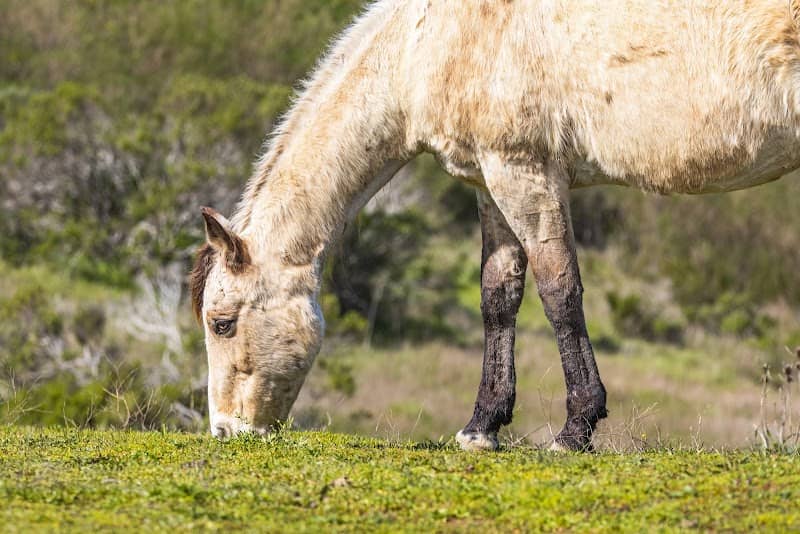 Horse Hill Preserve - Image 2