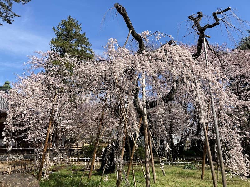 Fusehime-Zakura Cherry Blossom Tree - Image 1