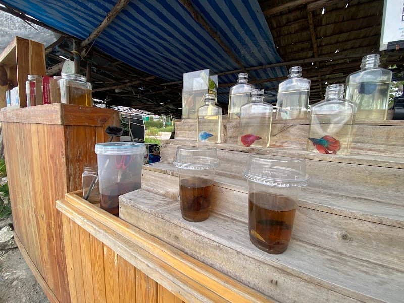 ร้านปลากัดคลองส่งน้ำ - Image 1