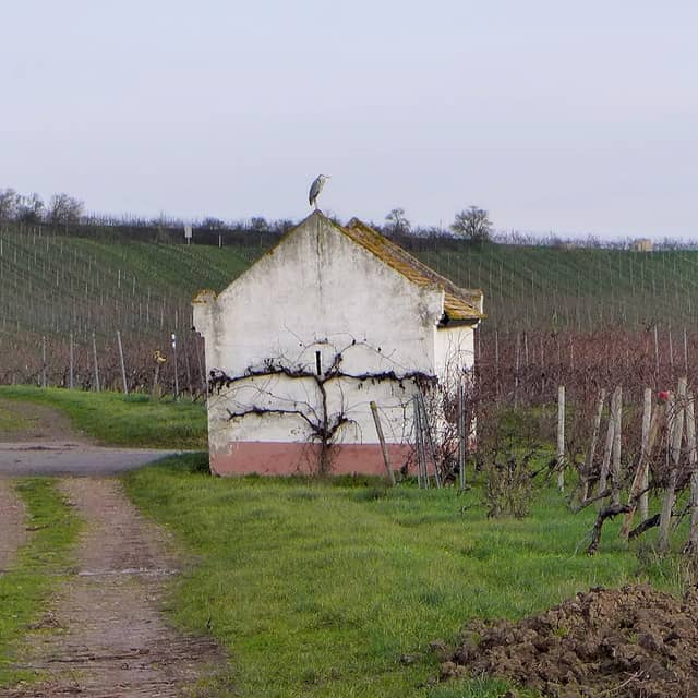 Weinbergshäuschen in der Lage Selzener Gottesgarten - Image 1