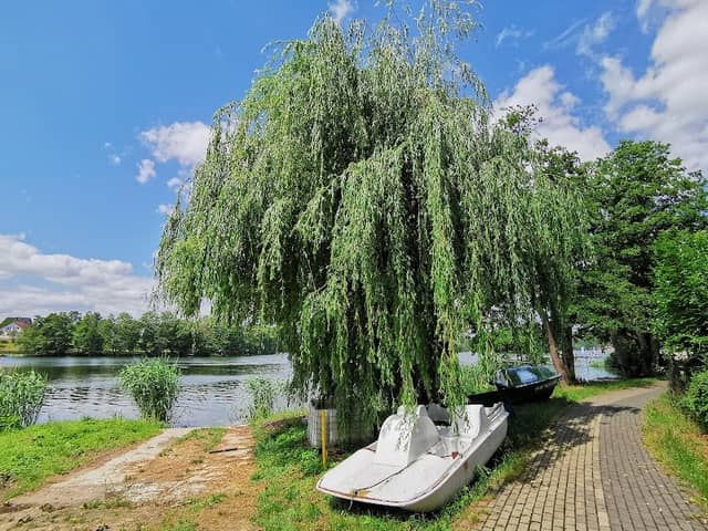 Nr. 6 Wierzba Rozmyślań, Szlak Michaliny Wisłockiej - Image 1