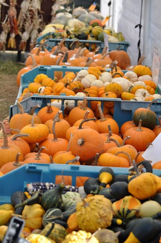 Tom's Pumpkin Farm - Image 2