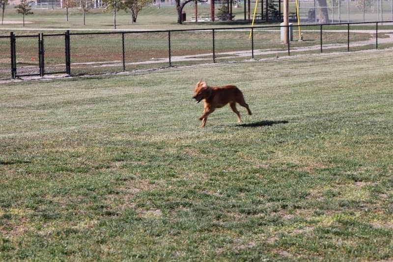 Arlington Dog Park - Image 1