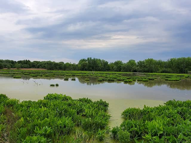 Utica Marsh Wildlife Management Area - Image 2