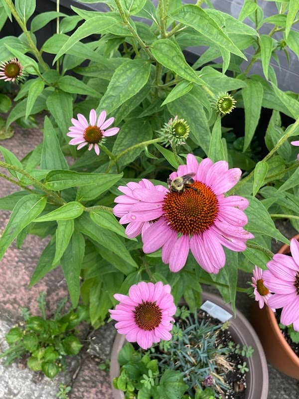 Native Plant Pocket Park - Image 1