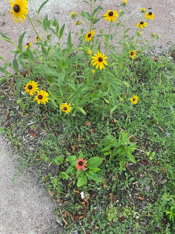 Native Plant Pocket Park - Image 2