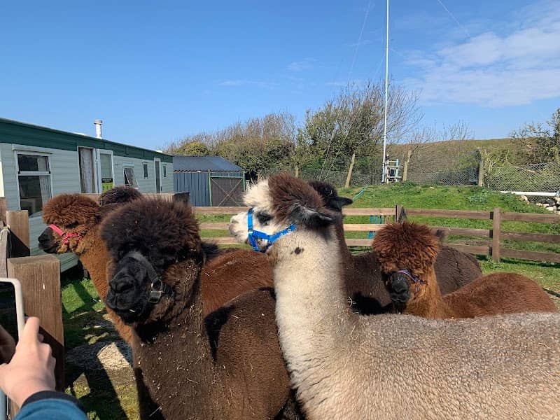 Portland Alpacas - Image 2