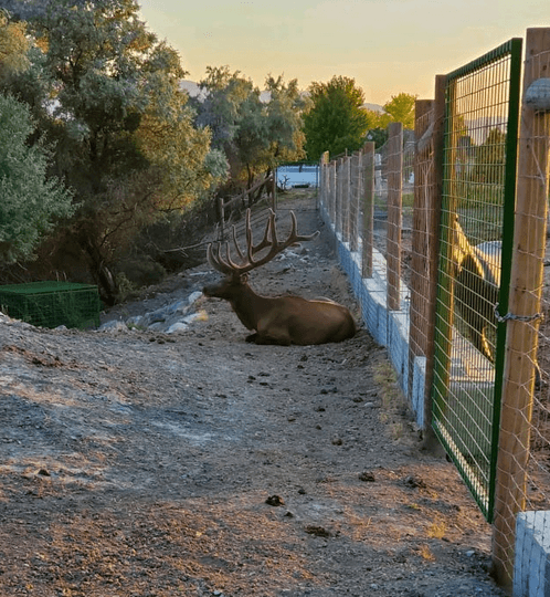 Gillman Farm Elk Ranch - Image 1