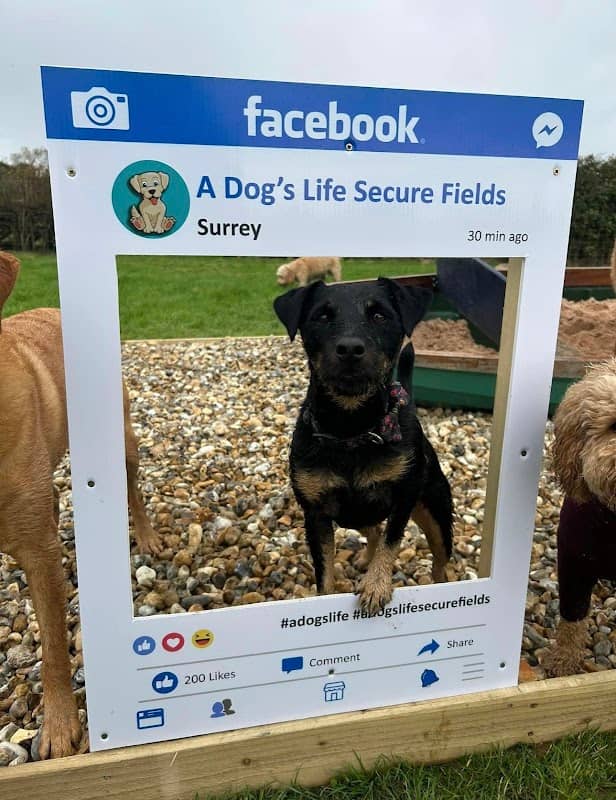 A Dog’s Life Discovery Field - Image 1
