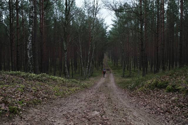 Myślibórz Forestry, Trzebież Forest Inspectorate - Image 1
