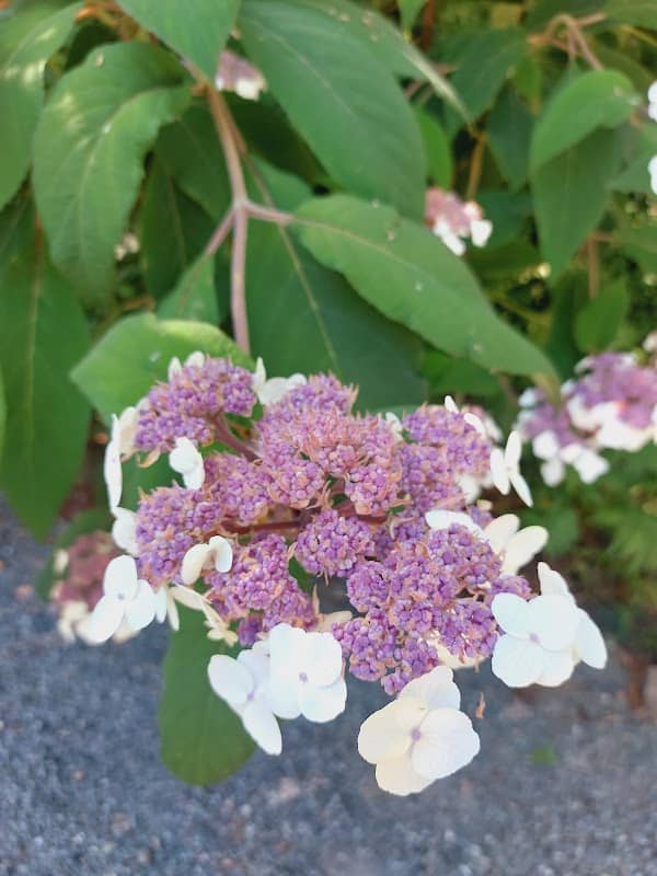 Soos creek rose garden - Image 2