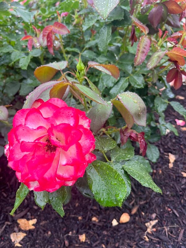 Central Park Rose Gardens - Image 1