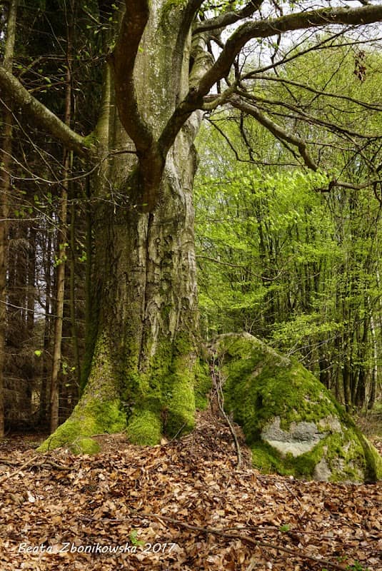 PUSTOWO, głaz narzutowy - Image 1