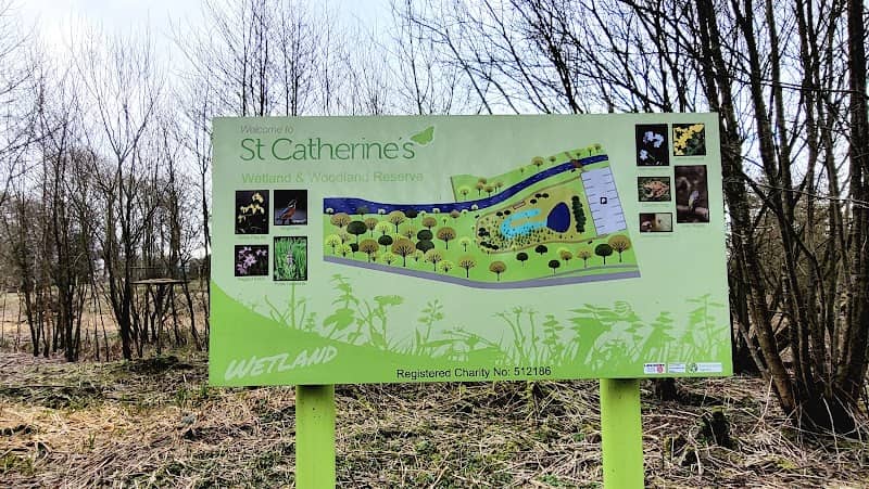Bluebell Wood - Image 1