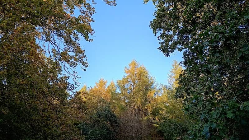 Regent's Wood - Image 2