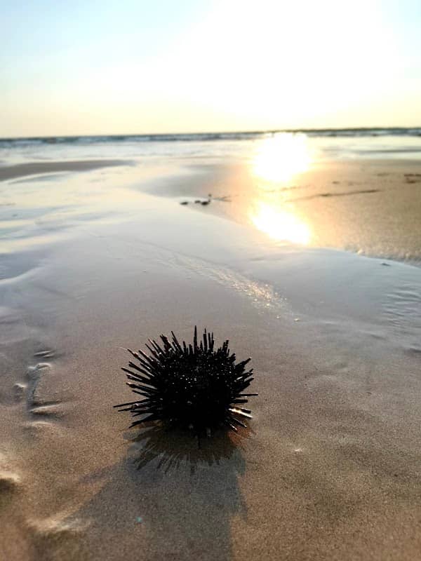 VP Lanje Jelly Fish Beach - Image 1