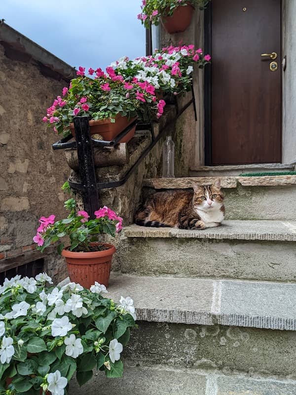 La "via" en rose - Image 1